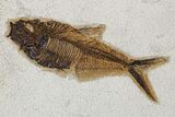 Framed Fossil Fish (Diplomystus) - Wyoming #177305-1
